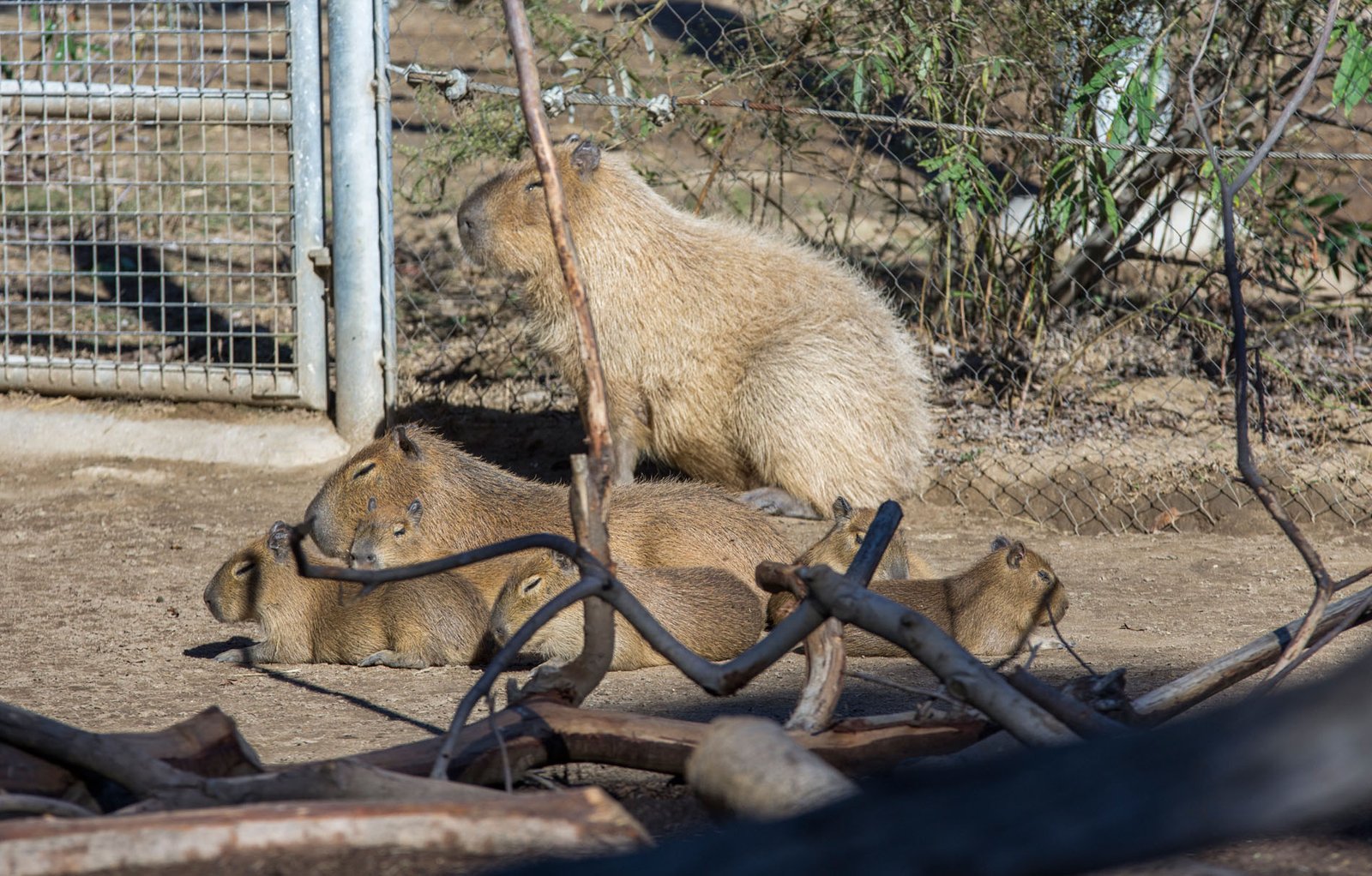 San Diego Zoo Part I 057